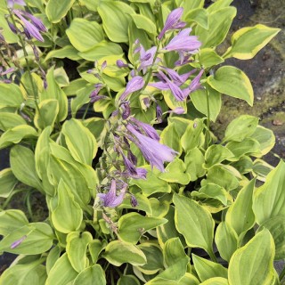 Hosta 'Golden Tiara' - flowers in June