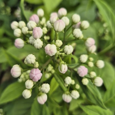 Dichroa 'Long March'