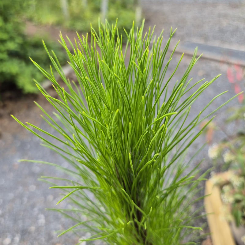 Pinus yunnanensis - young growth in Spring