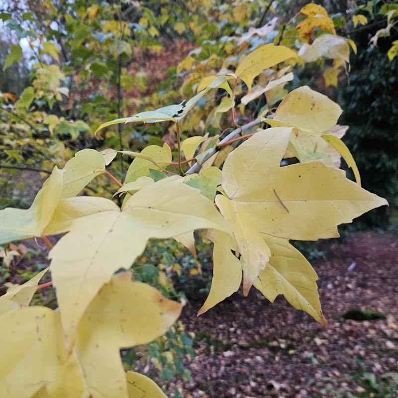 Acer buergerianum - autumn colour