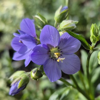 Polemonium ‘Bressingham Purple’ - flowers