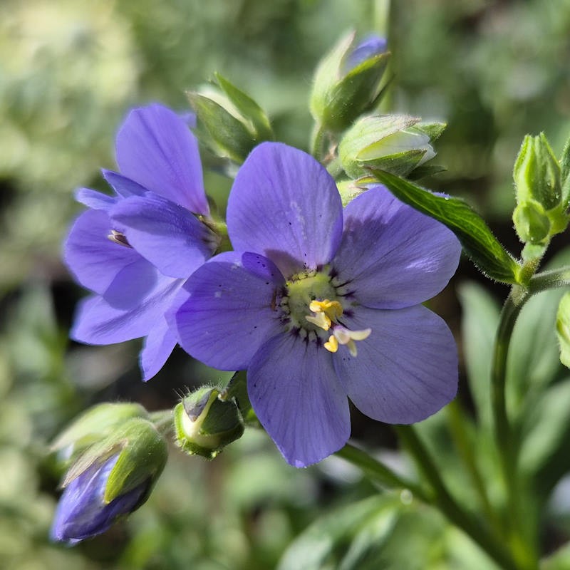 Polemonium ‘Bressingham Purple’ - flowers