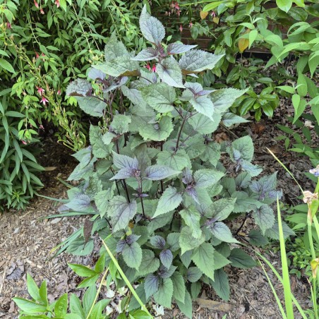 Eupatorium rugosum '​Chocolate' - established plants
