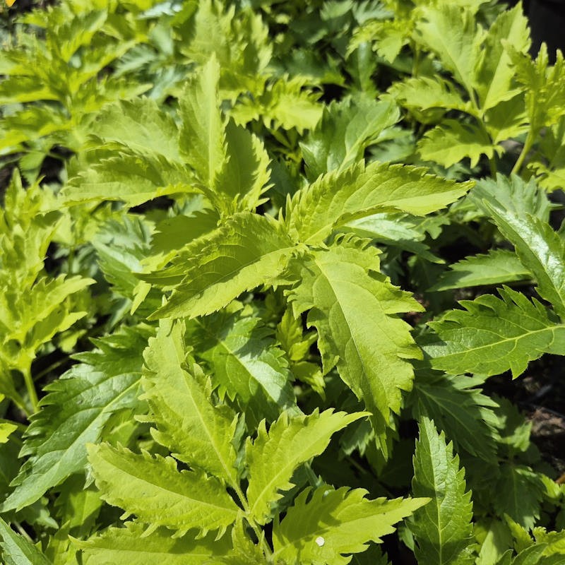 Sambucus nigra 'Serenade' - leaves in summer