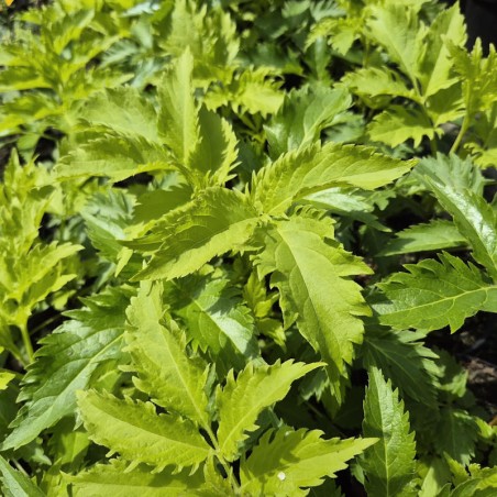 Sambucus nigra 'Serenade' - leaves in summer