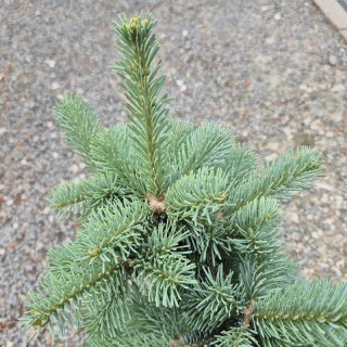 Abies lasiocarpa ‘Glauca Compacta’ - foliage in early summer