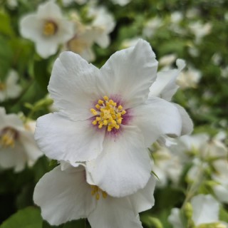 Philadelphus x lemoinei 'Belle Etoile' - flowers in June