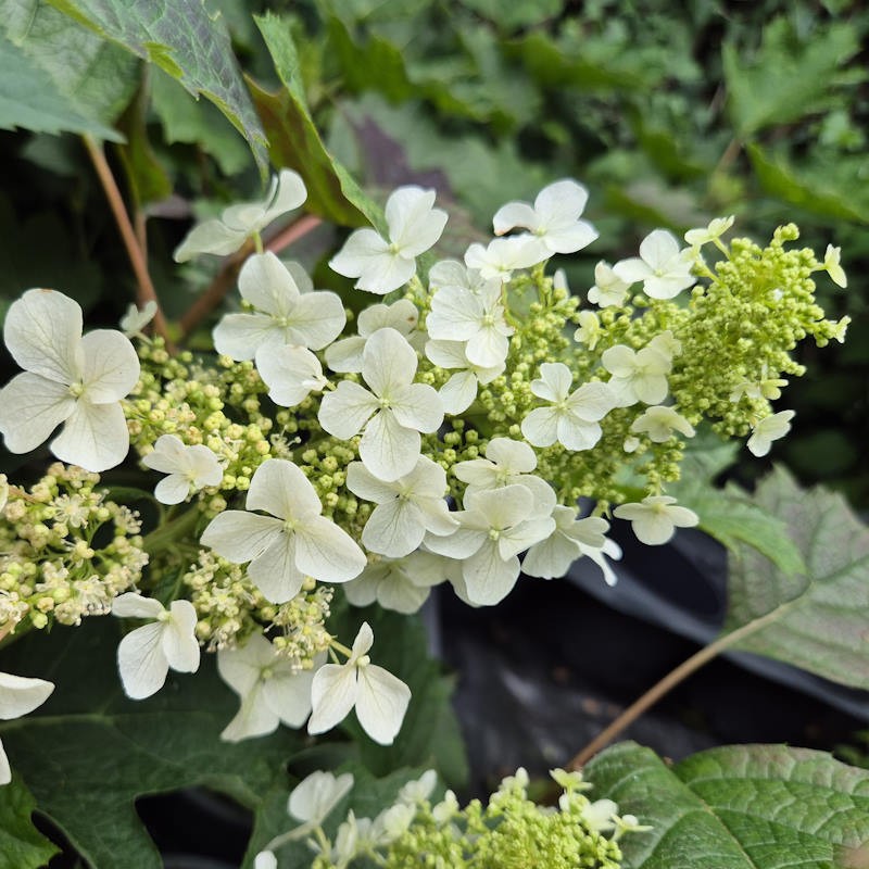 Hydrangea quercifolia 'Ruby Slippers'