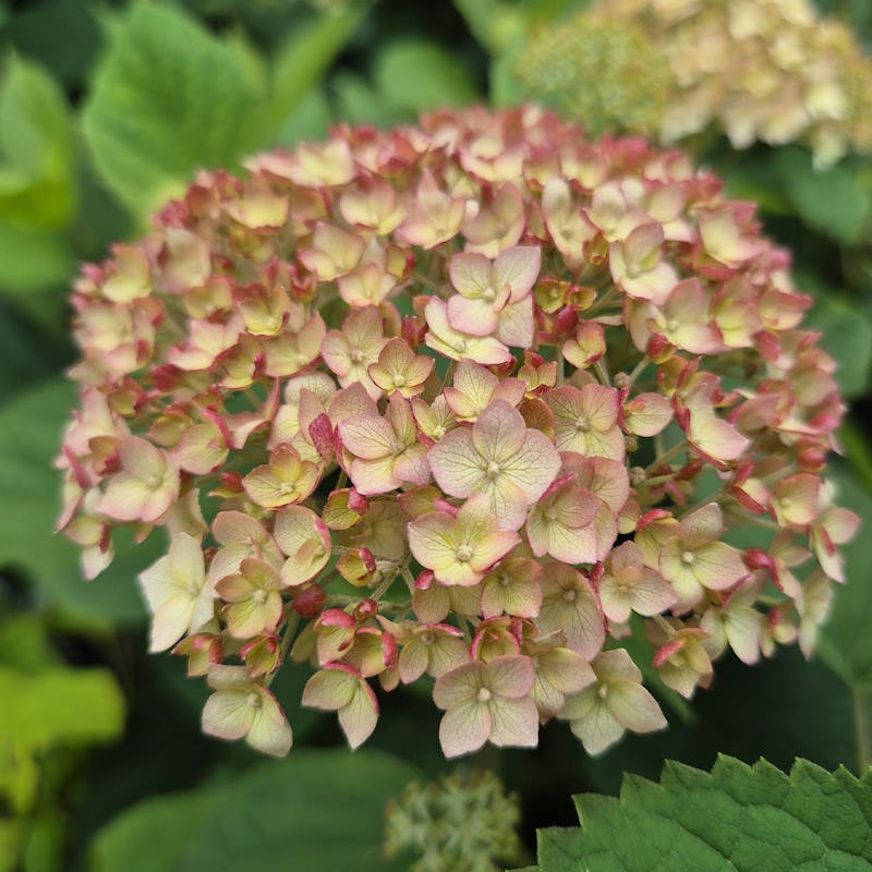 Hydrangea arborescens 'Candybelle Marshmallow' - flowers in June