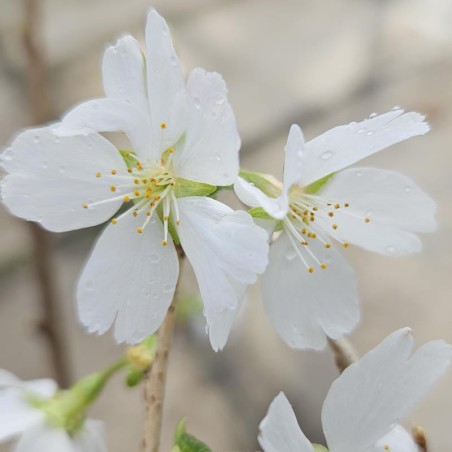Prunus incisa 'Lotte' - white spring flowers