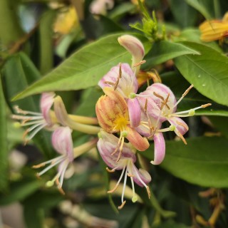 Lonicera alseuosmoides - flowers in Summer