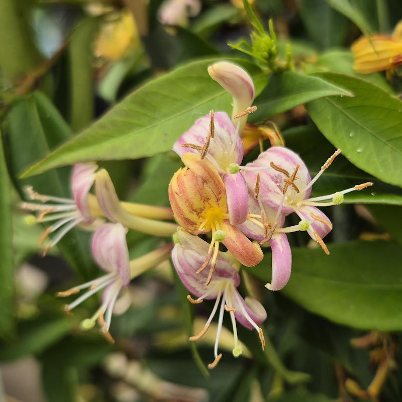 Lonicera alseuosmoides - flowers in Summer