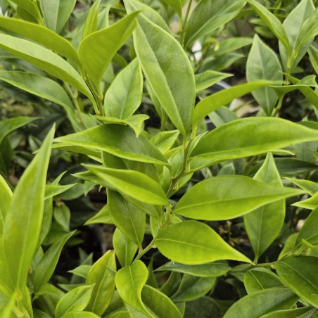 Sarcococca orientalis - leaves in summer