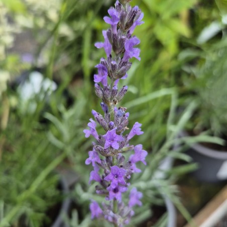 Lavandula angustifolia 'Vera' - summer flowers