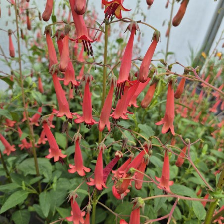 Phygelius 'African Queen' - summer flowers