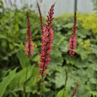 Persicaria amplexicaulis 'Orange field' - flowers in Summer