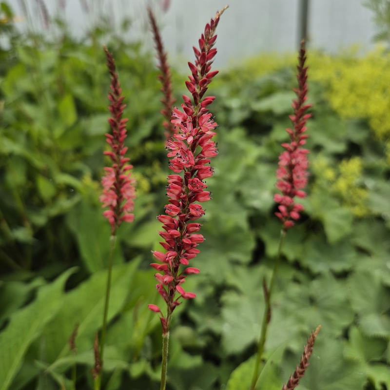 Persicaria amplexicaulis 'Orange field' - flowers in Summer