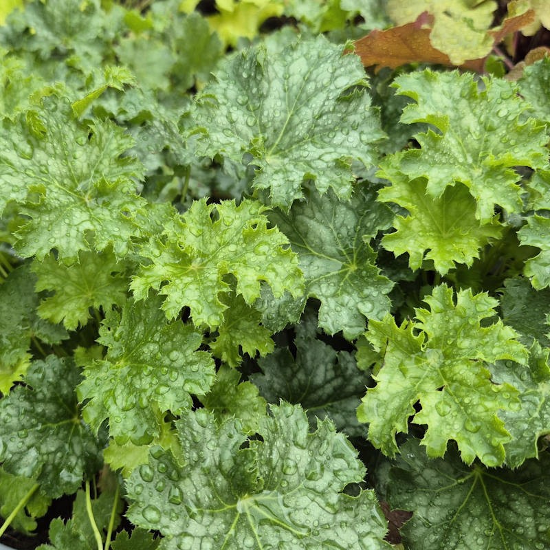 Heuchera 'Apple Crisp - dark green summer leaves