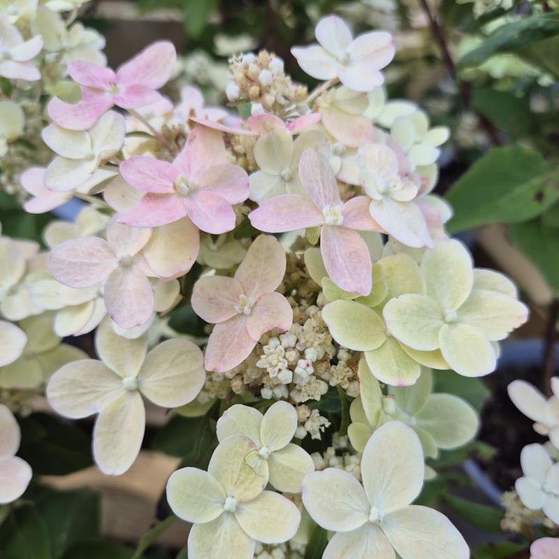 Hydrangea paniculata 'Early Harry' - flowers in early July