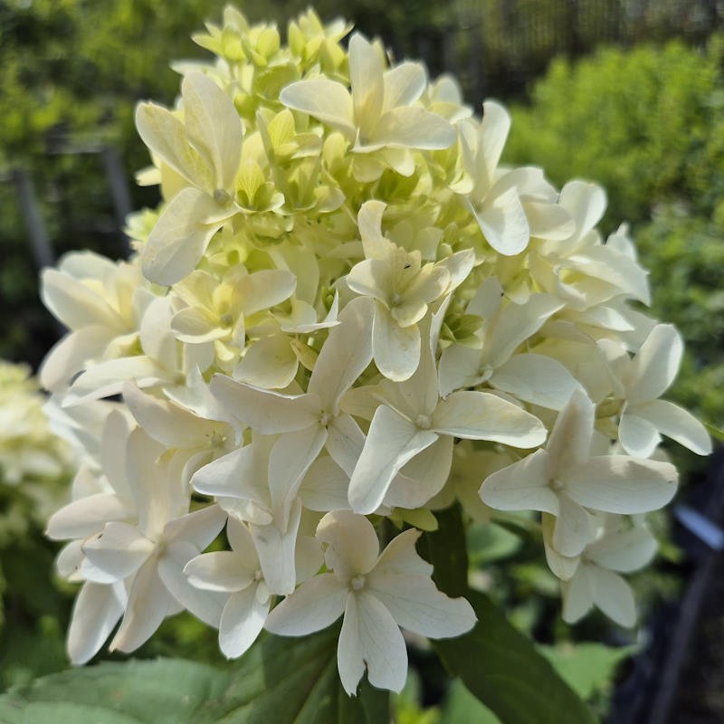 Hydrangea paniculata 'Skyfall' - flowers in late June