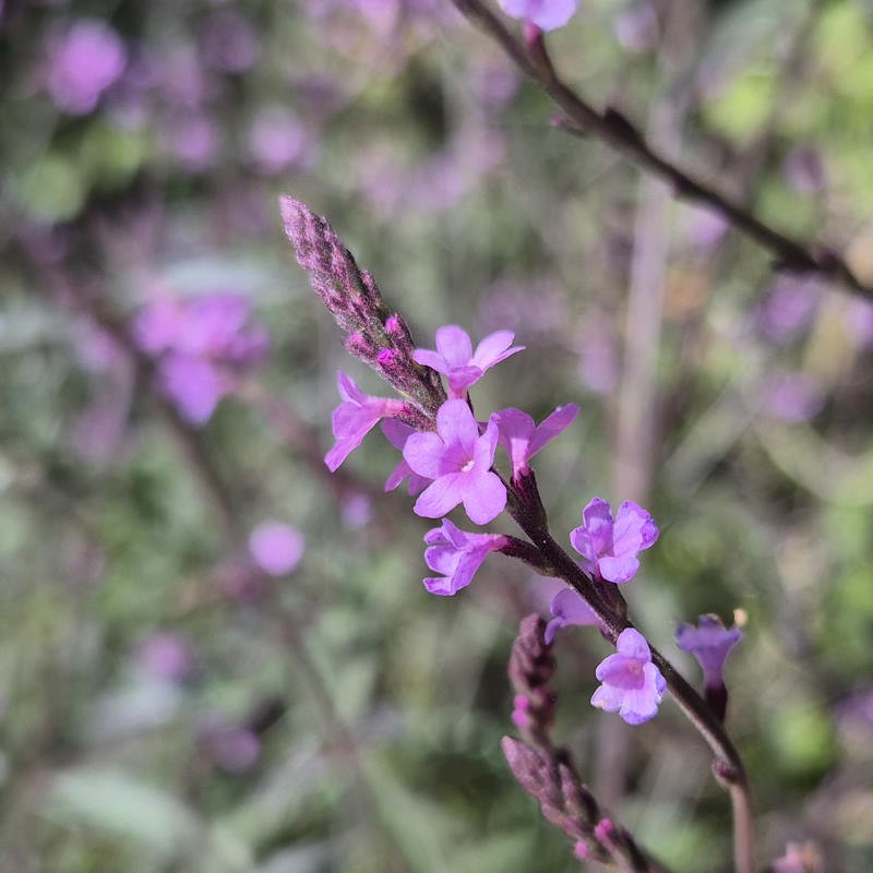 Verbena 'Lavender Lace' - flowers in summer