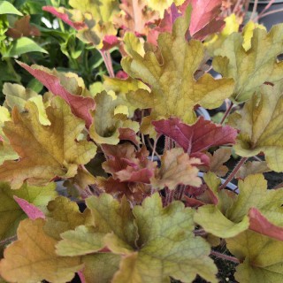 Heuchera 'Marmalade' - leaves in spring