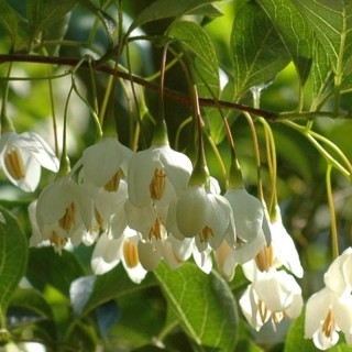 Styrax japonica 'June Snow'  - flowers in June