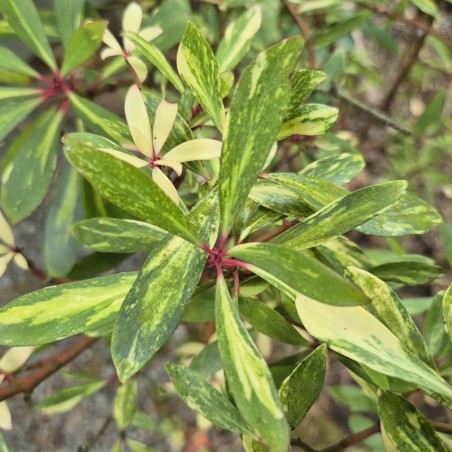 Drimys lanceolata 'Suzette' - variegated leaves