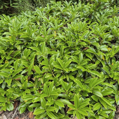 Prunus laurocerasus 'Mount Vernon' - established plant