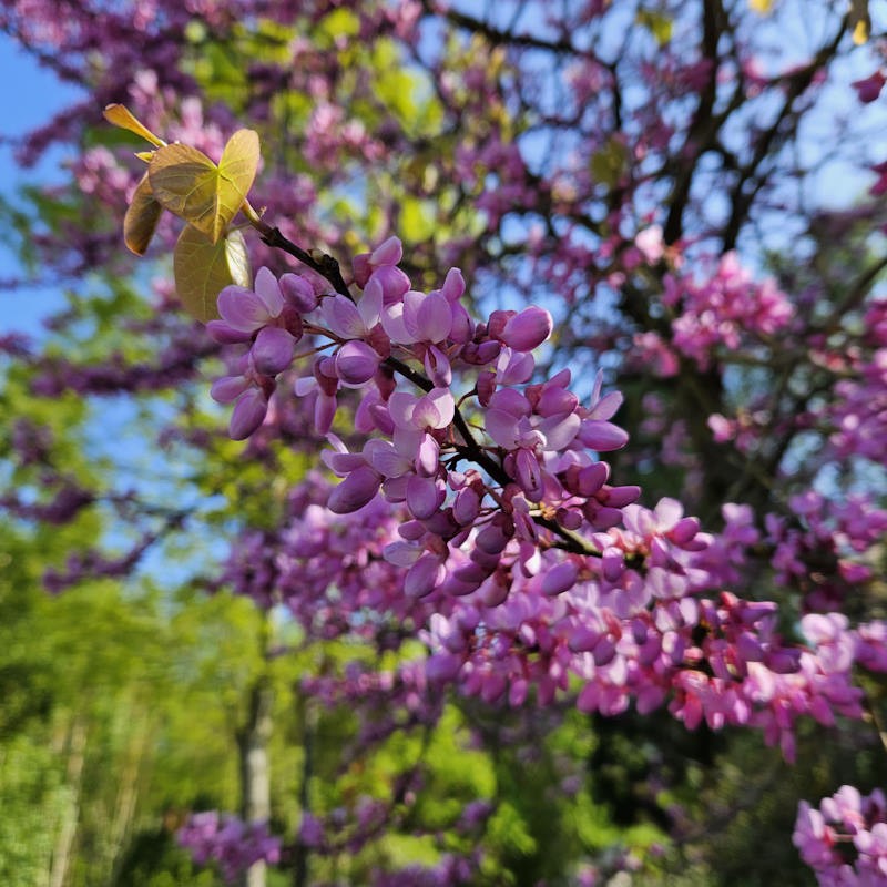 Cercis chinensis 'Avondale' - flowers in May