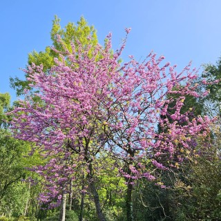Cercis chinensis 'Avondale' - established flowering plant