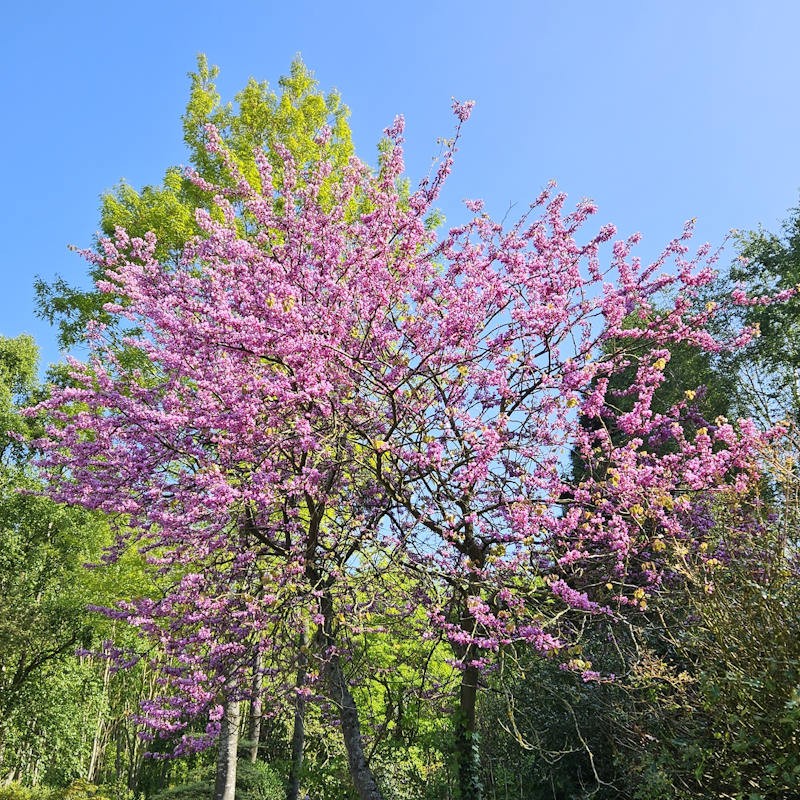 Cercis chinensis 'Avondale' - established flowering plant