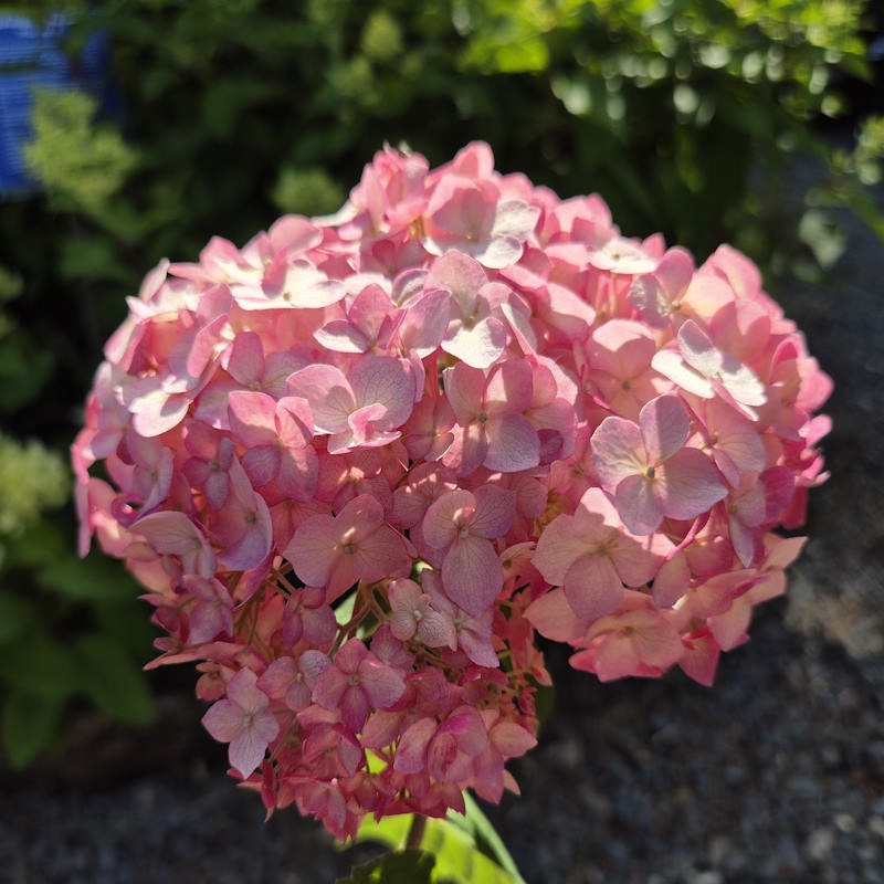 Hydrangea arborescens 'Candybelle Marshmallow' - flowers in July