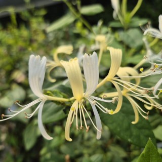 Lonicera similis var delavayi - flowers in Summer