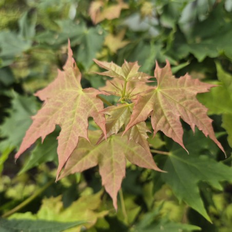 Acer platanoides 'Globosum' - young leaves