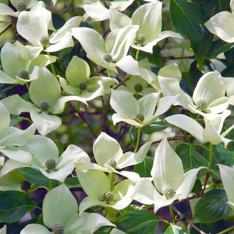 Cornus kousa 'Bodnant Form' - bracts in summer