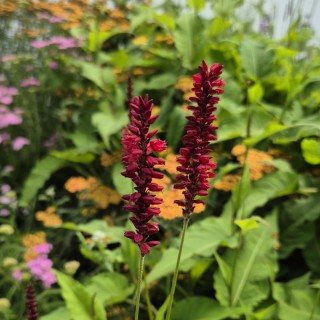Persicaria amplexicaulis 'Dark Red' - flowers in summer
