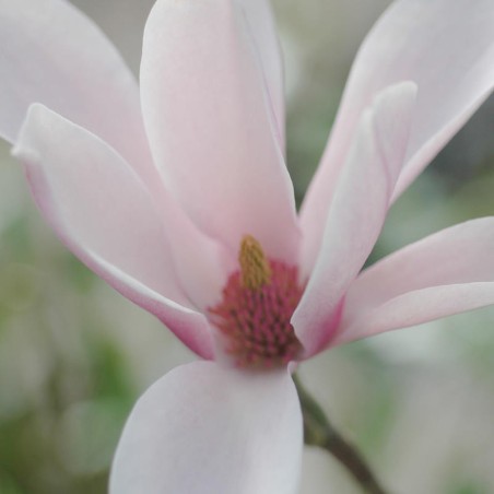 Magnolia 'George Henry Kern' - flowers in Spring
