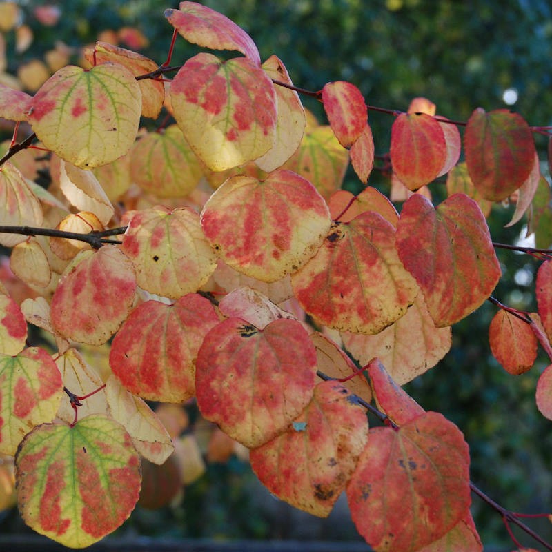 Cercidiphyllum japonicum 'Strawberry' - autumn colour