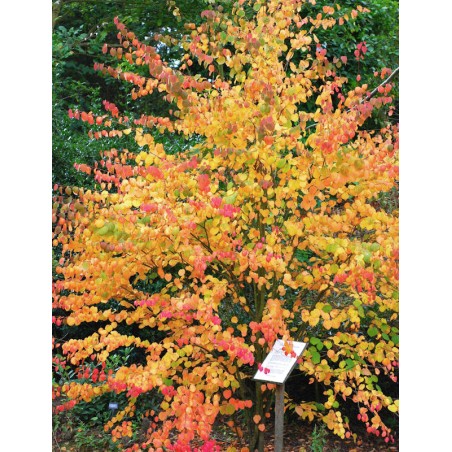 Cercidiphyllum japonicum 'Strawberry' 0 autumn colour