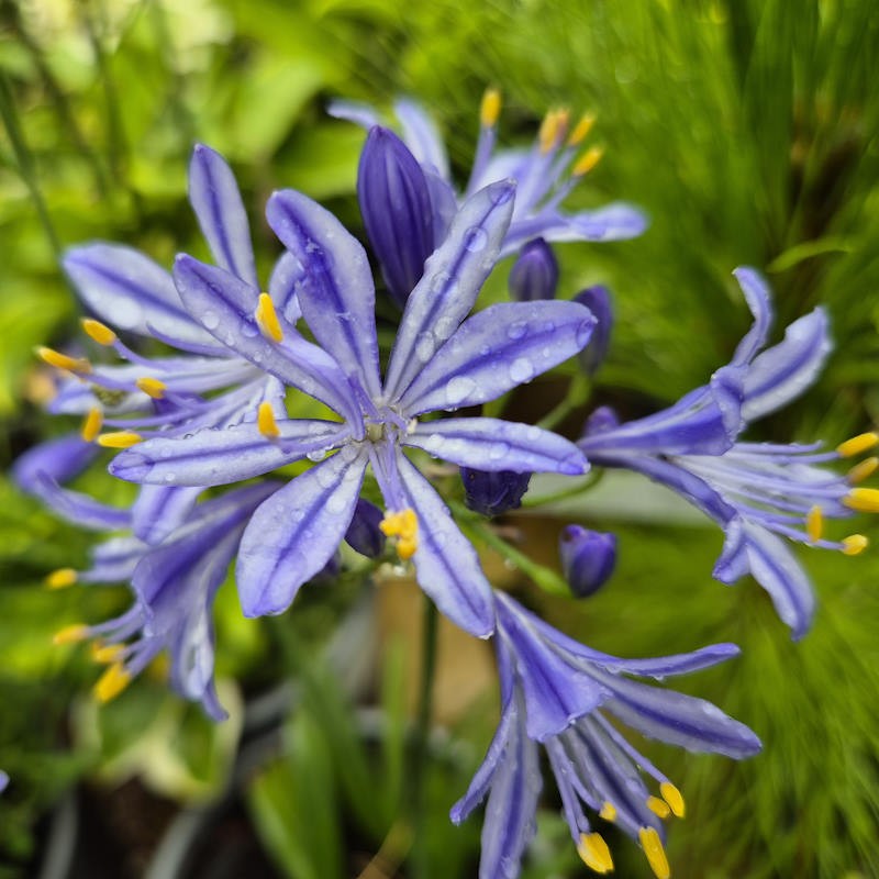 Agapanthus 'Charlotte' - summer flowers