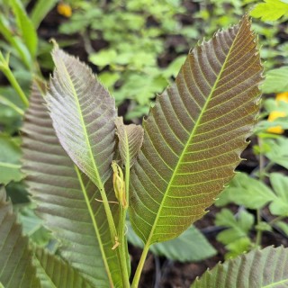 Castanea sativa 'Anny's Summer Red' - leaves in early summer.
