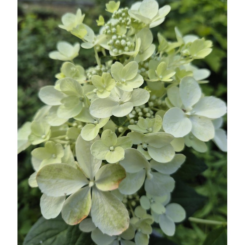 Hydrangea paniculata 'Petite Star' - flowers in June