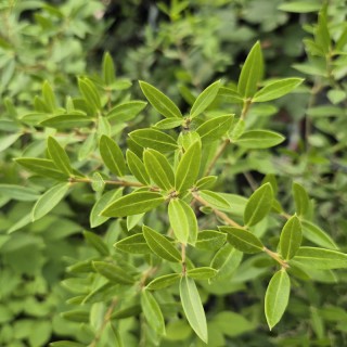 Phillyrea angustifolia - summer leaves