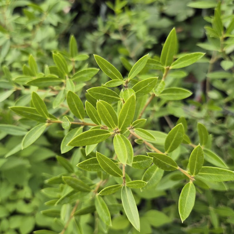 Phillyrea angustifolia - summer leaves
