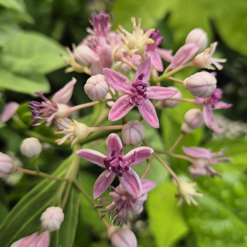 Dichroa 'Long March' - flowers