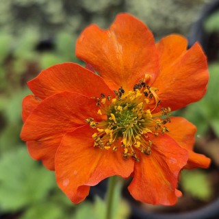 Geum ‘Miss Clementine’ - summer flowers