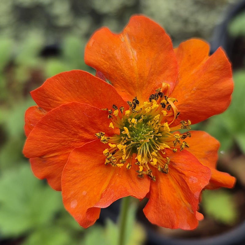 Geum ‘Miss Clementine’ - summer flowers