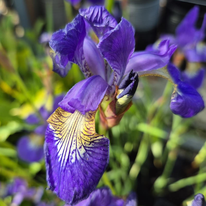 Iris sibirica 'Blue King' - flowers