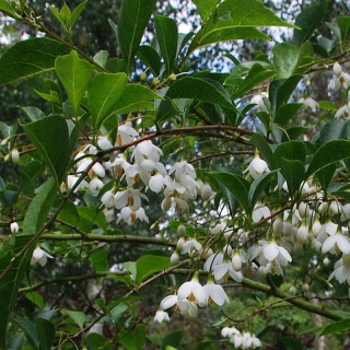 Styrax japonica 'Big Cascade' - flowers